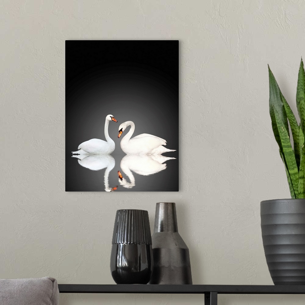 A modern room featuring Two white swans on black background