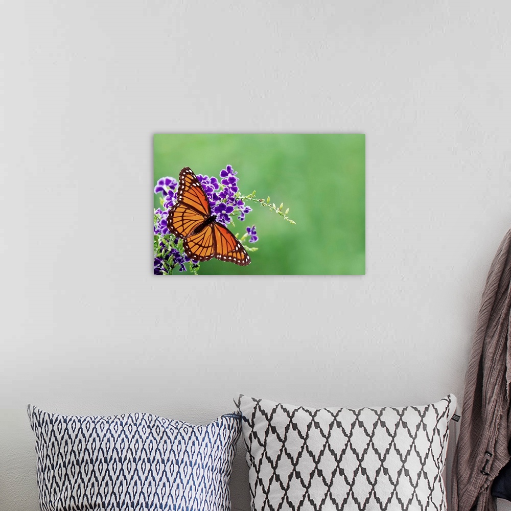 A bohemian room featuring Viceroy butterfly on blue flowers.