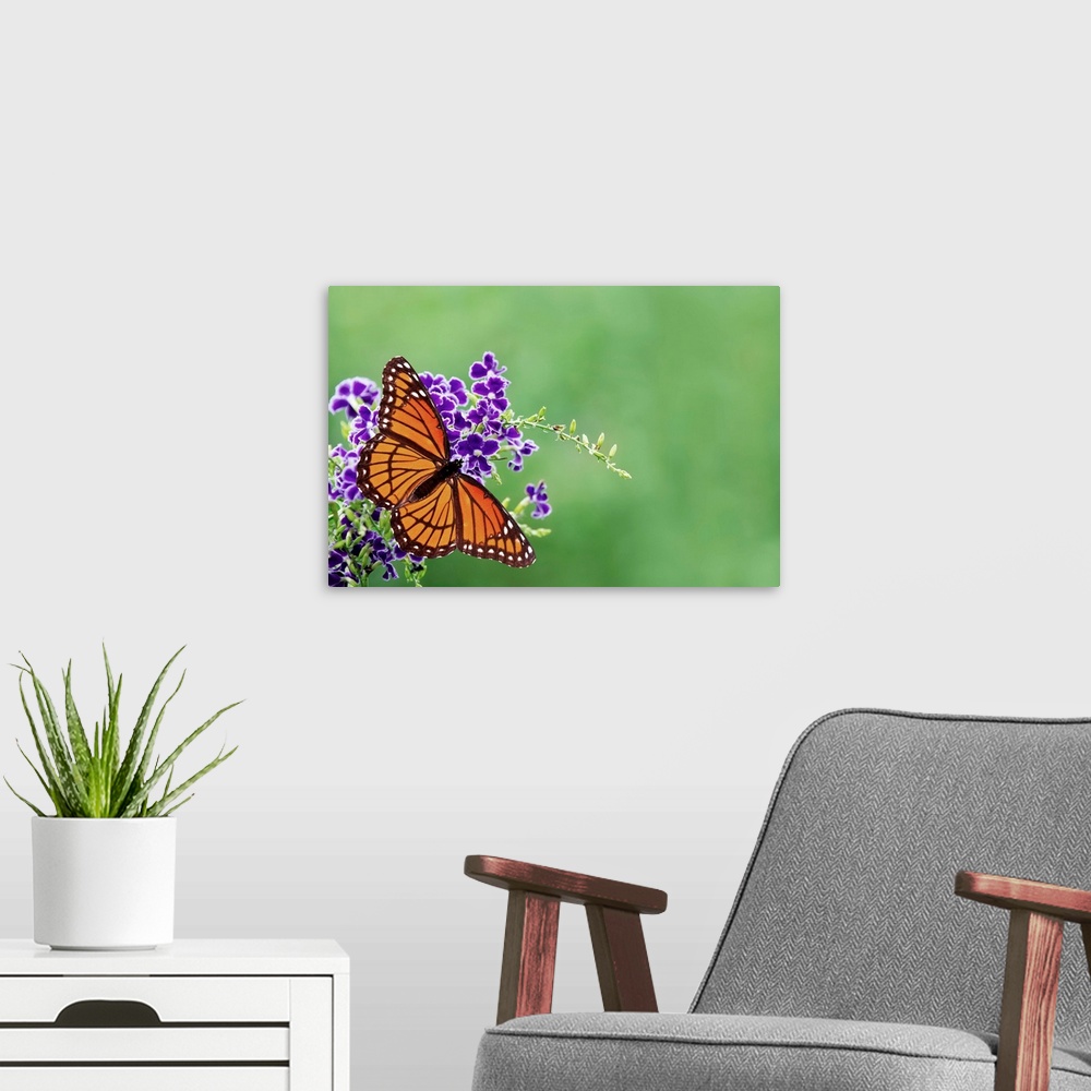 A modern room featuring Viceroy butterfly on blue flowers.