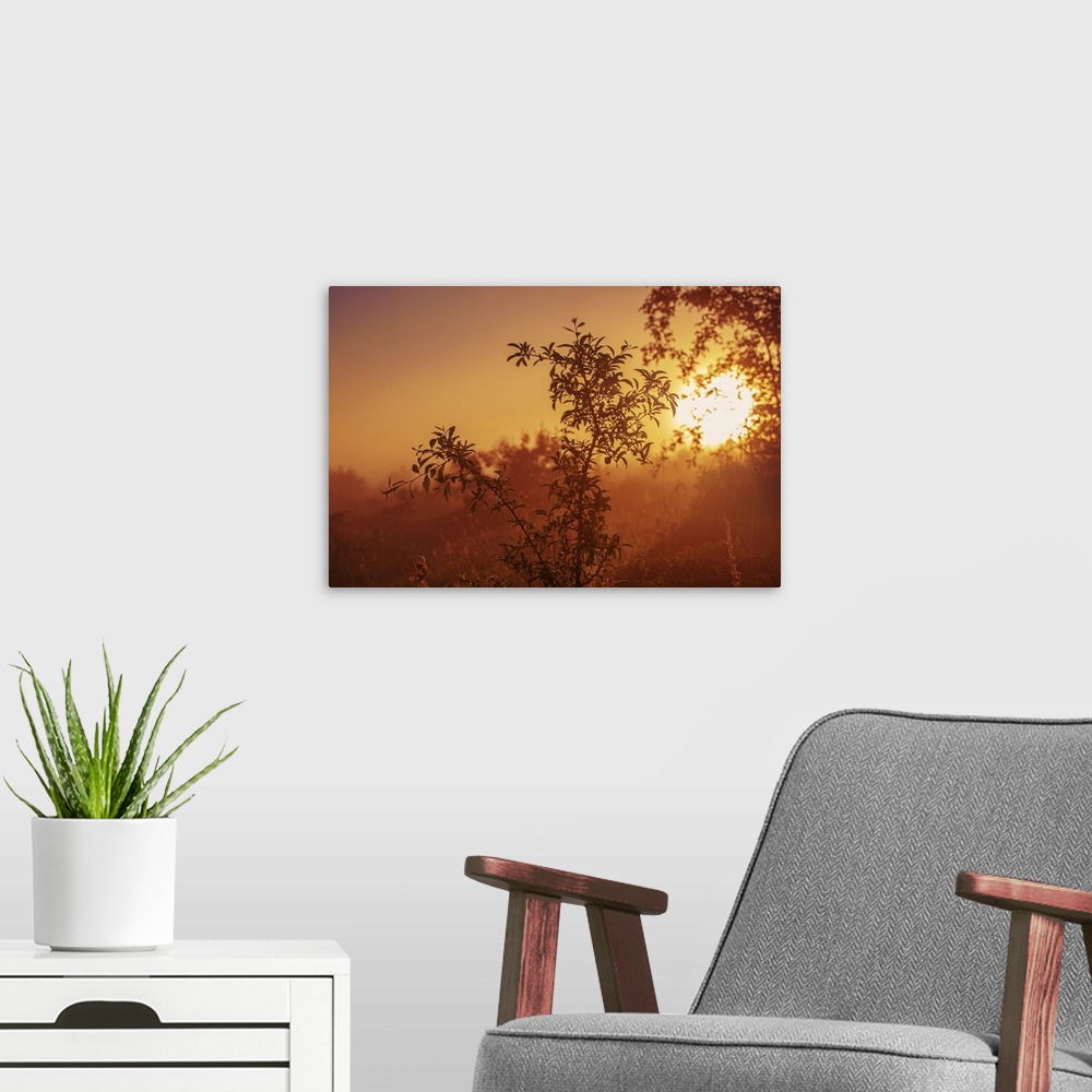 A modern room featuring Vintage Landscape With Tree Branches At A Misty Autumn Sunrise