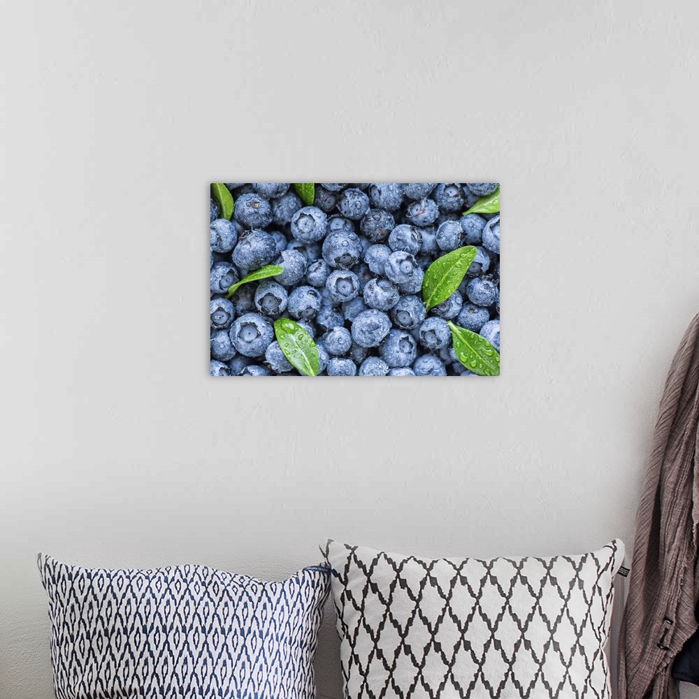 A bohemian room featuring Water drops on ripe sweet blueberry. Fresh blueberries background with copy space for your text. ...