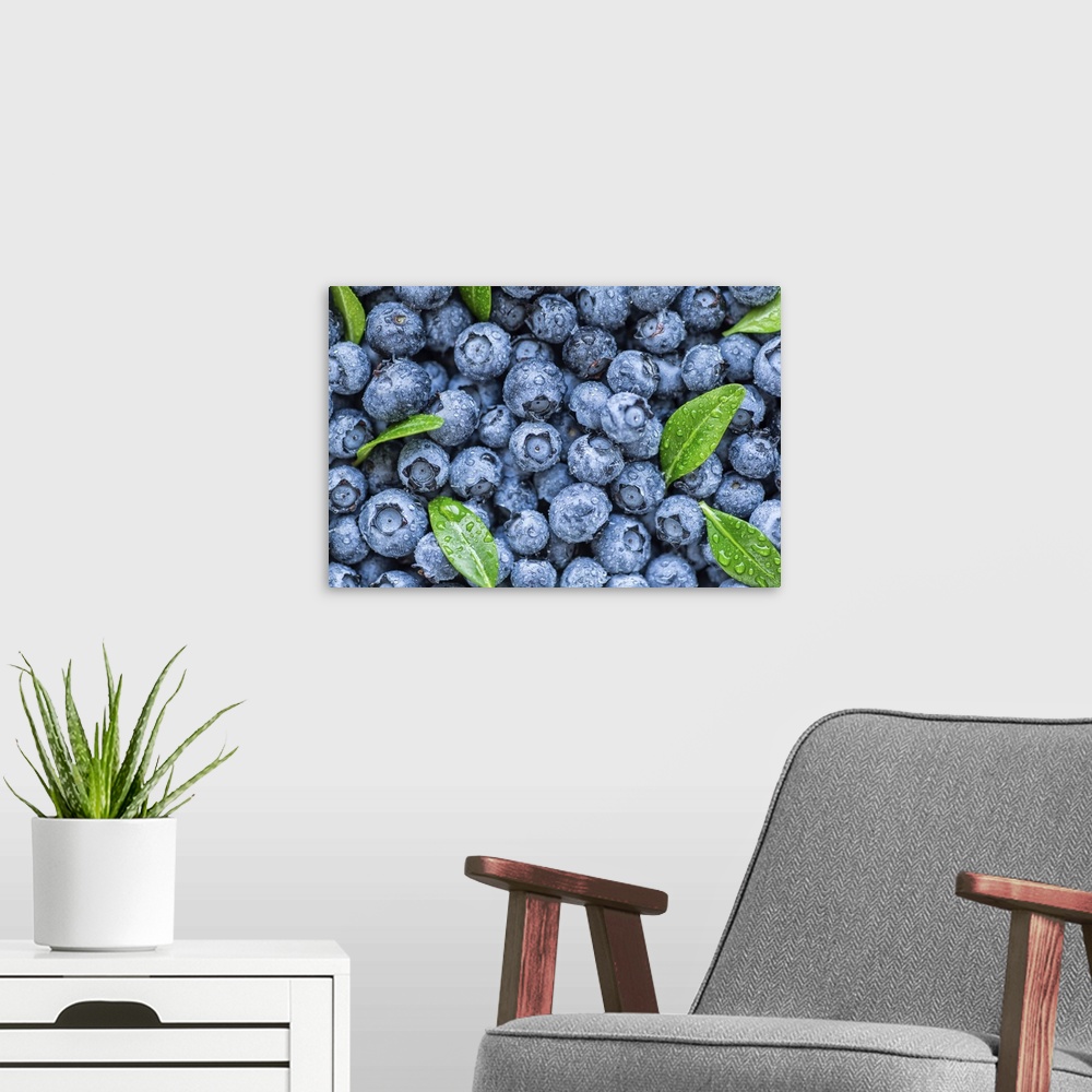 A modern room featuring Water drops on ripe sweet blueberry. Fresh blueberries background with copy space for your text. ...