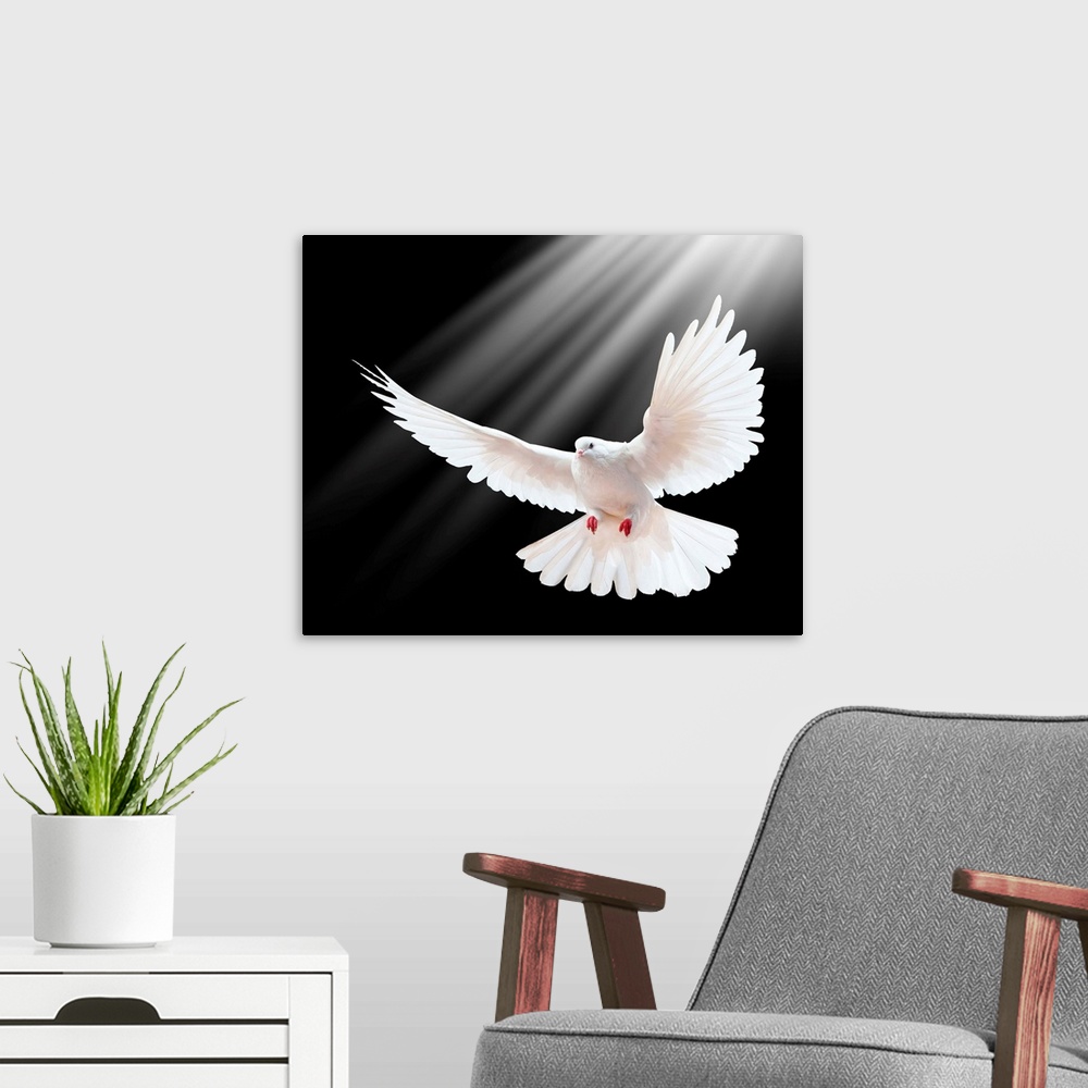 A modern room featuring A free flying white dove isolated on a black background