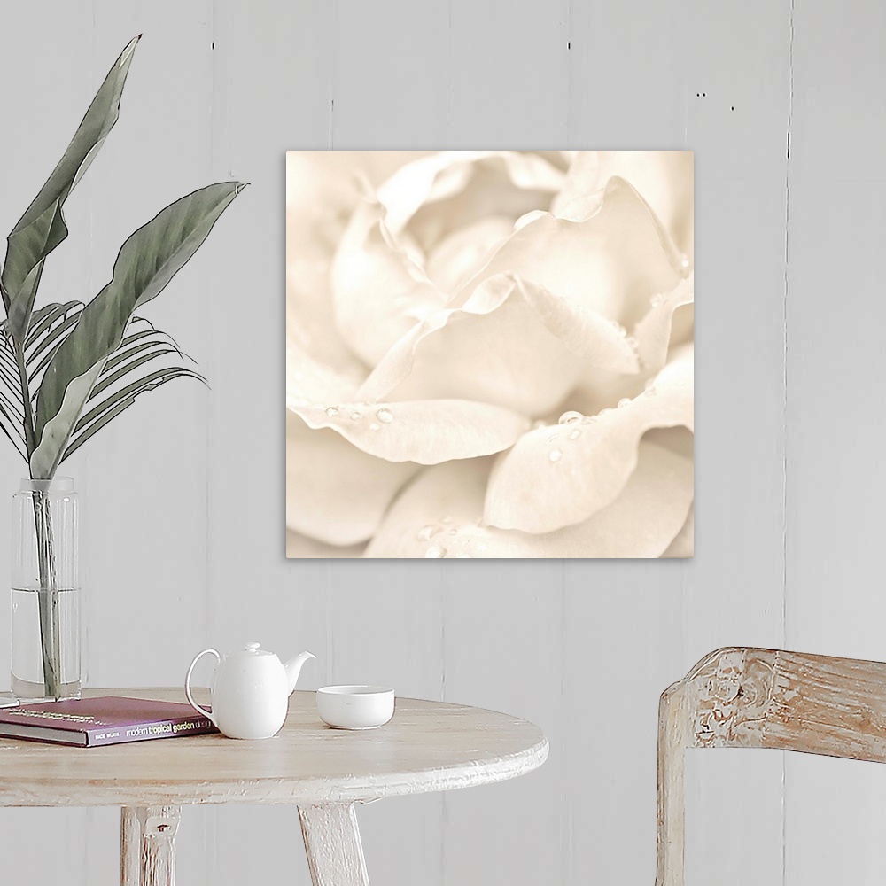 A farmhouse room featuring Abstract Macro Shot Of Beautiful Cream Rose Flower With Water Drops. Floral Background