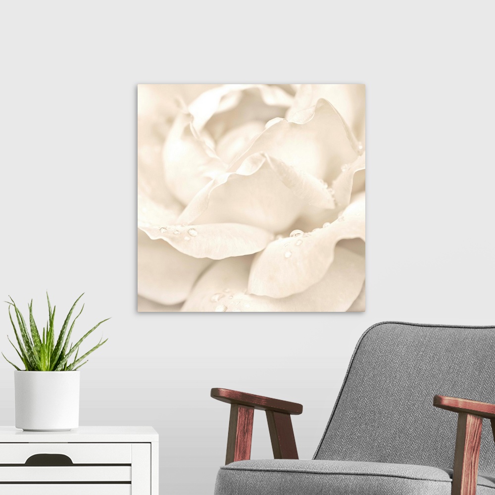 A modern room featuring Abstract Macro Shot Of Beautiful Cream Rose Flower With Water Drops. Floral Background
