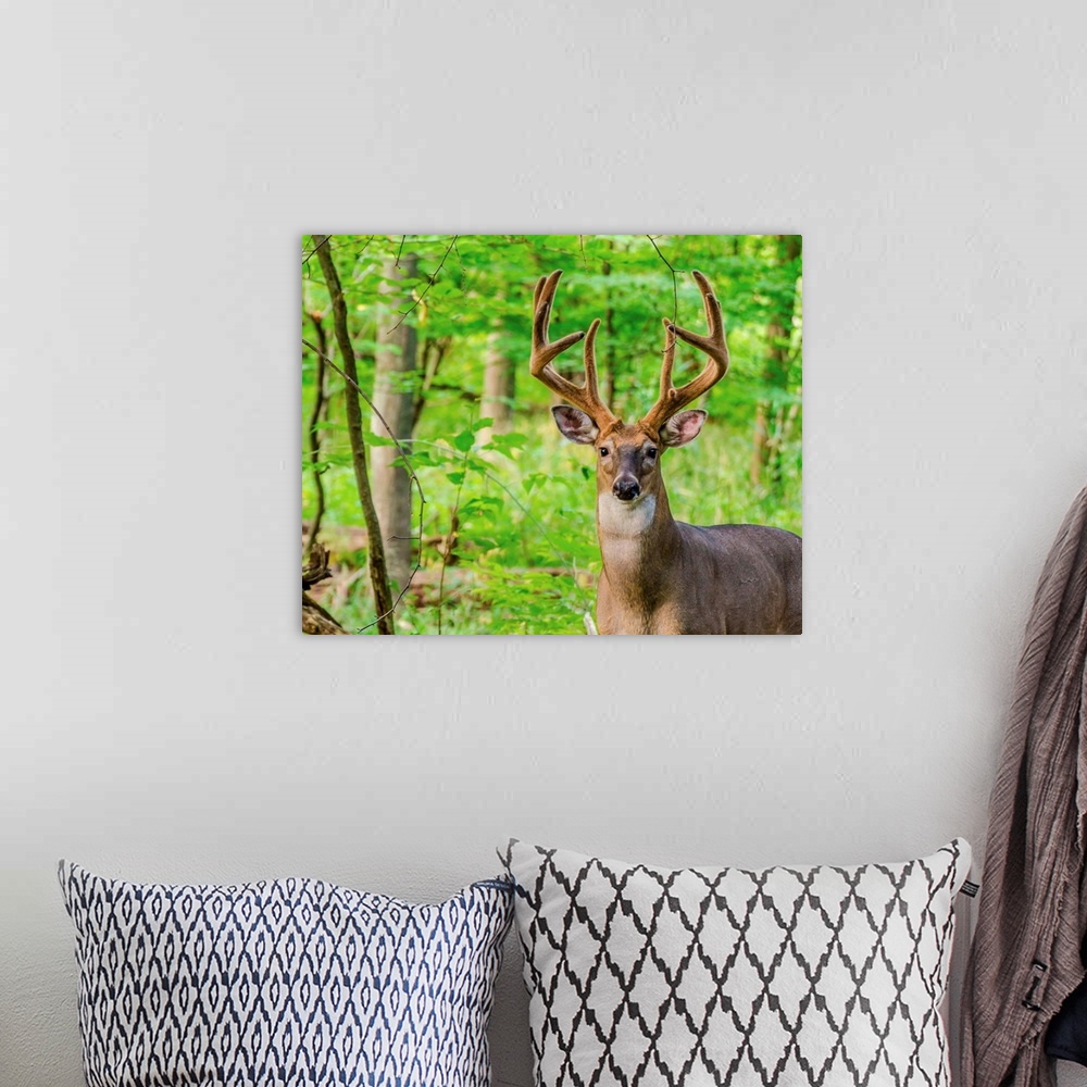 A bohemian room featuring Whitetail Deer Buck In Velvet standing in the woods.