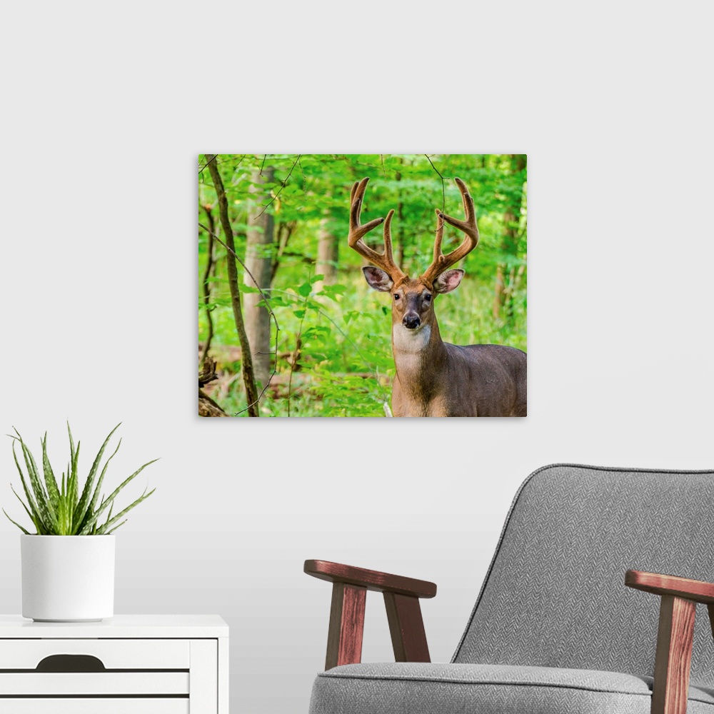 A modern room featuring Whitetail Deer Buck In Velvet standing in the woods.