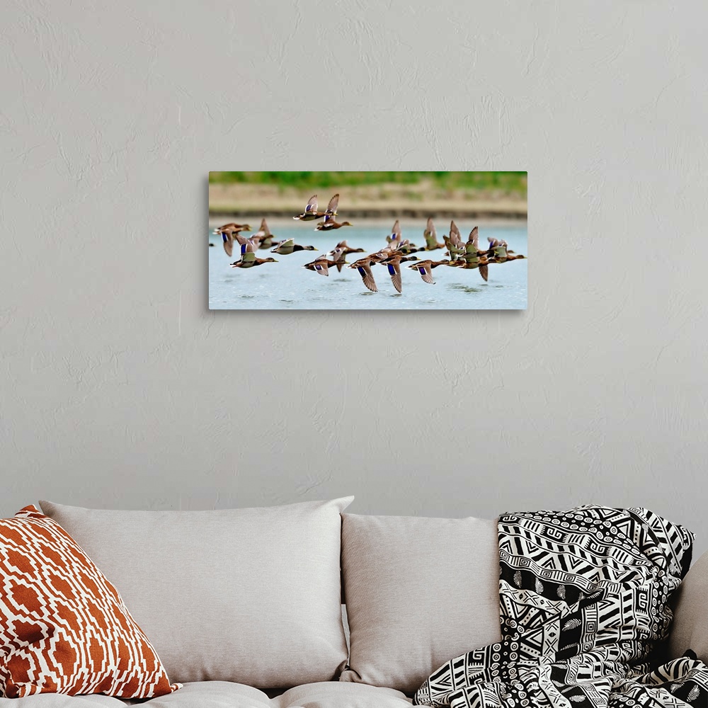 A bohemian room featuring Wild ducks flying over a lake.