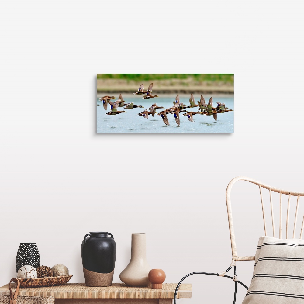 A farmhouse room featuring Wild ducks flying over a lake.