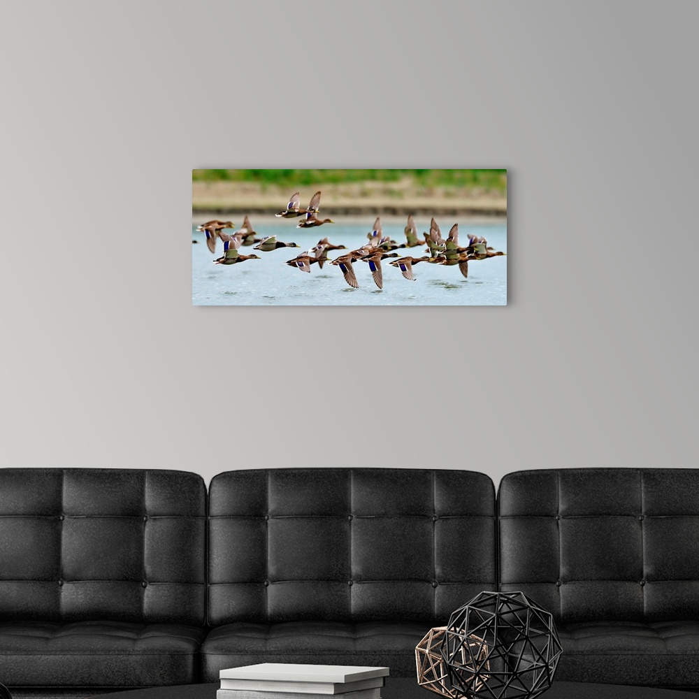 A modern room featuring Wild ducks flying over a lake.