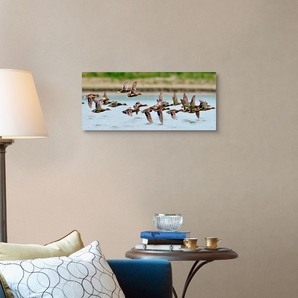 A traditional room featuring Wild ducks flying over a lake.