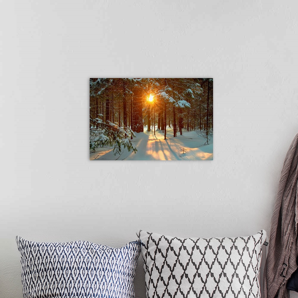 A bohemian room featuring Winter landscape with setting sun shining through forest trees