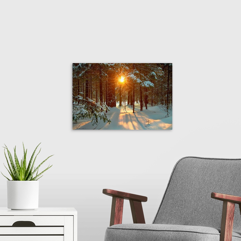A modern room featuring Winter landscape with setting sun shining through forest trees