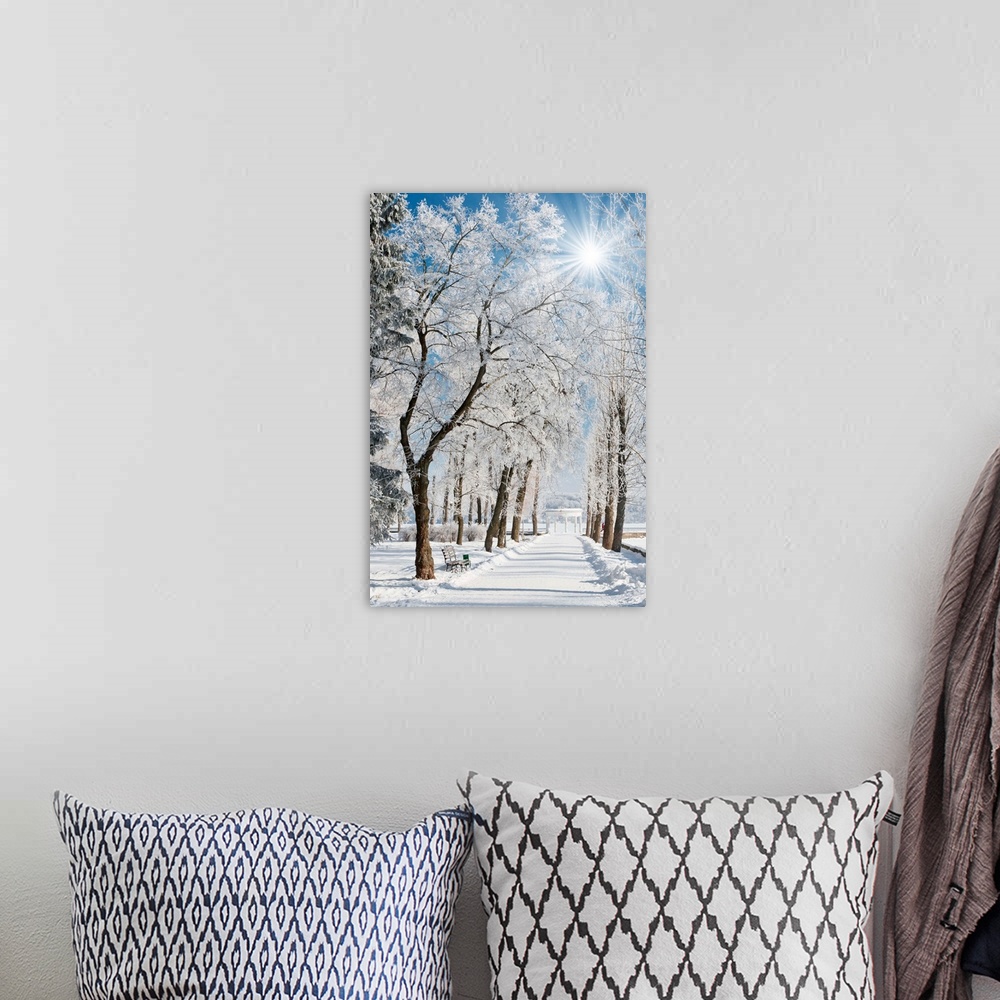 A bohemian room featuring Winter landscape with snow covered row of trees