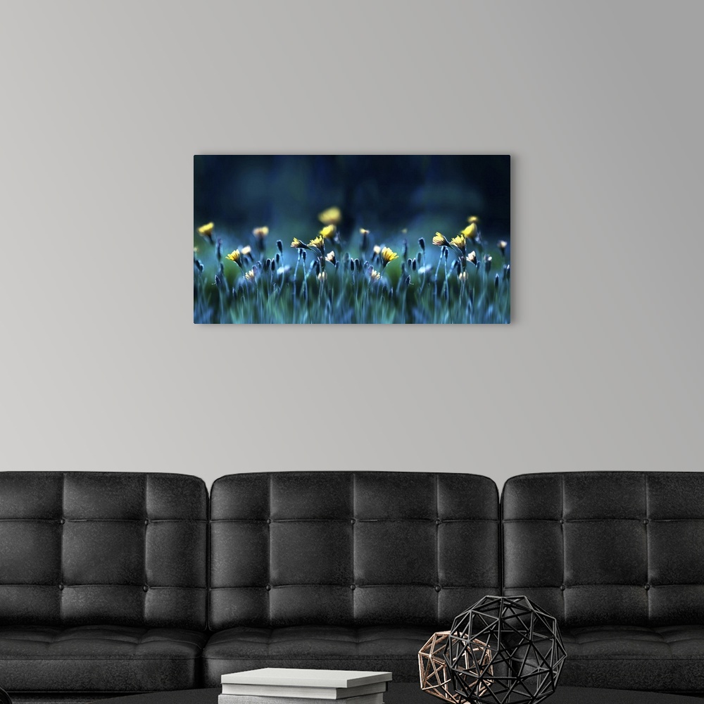 A modern room featuring Yellow Dandelion Flowers Close-Up In A Field At Sunset
