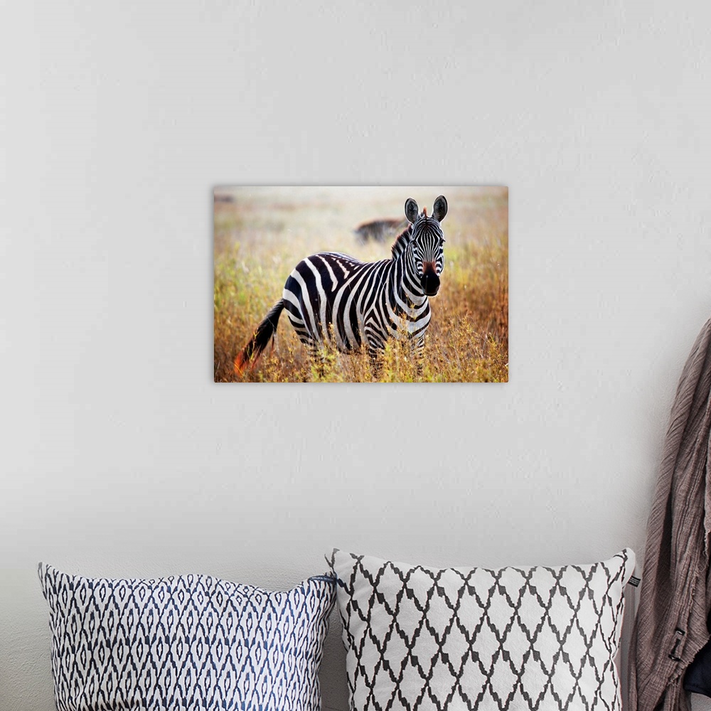 A bohemian room featuring Zebra portrait on African savanna