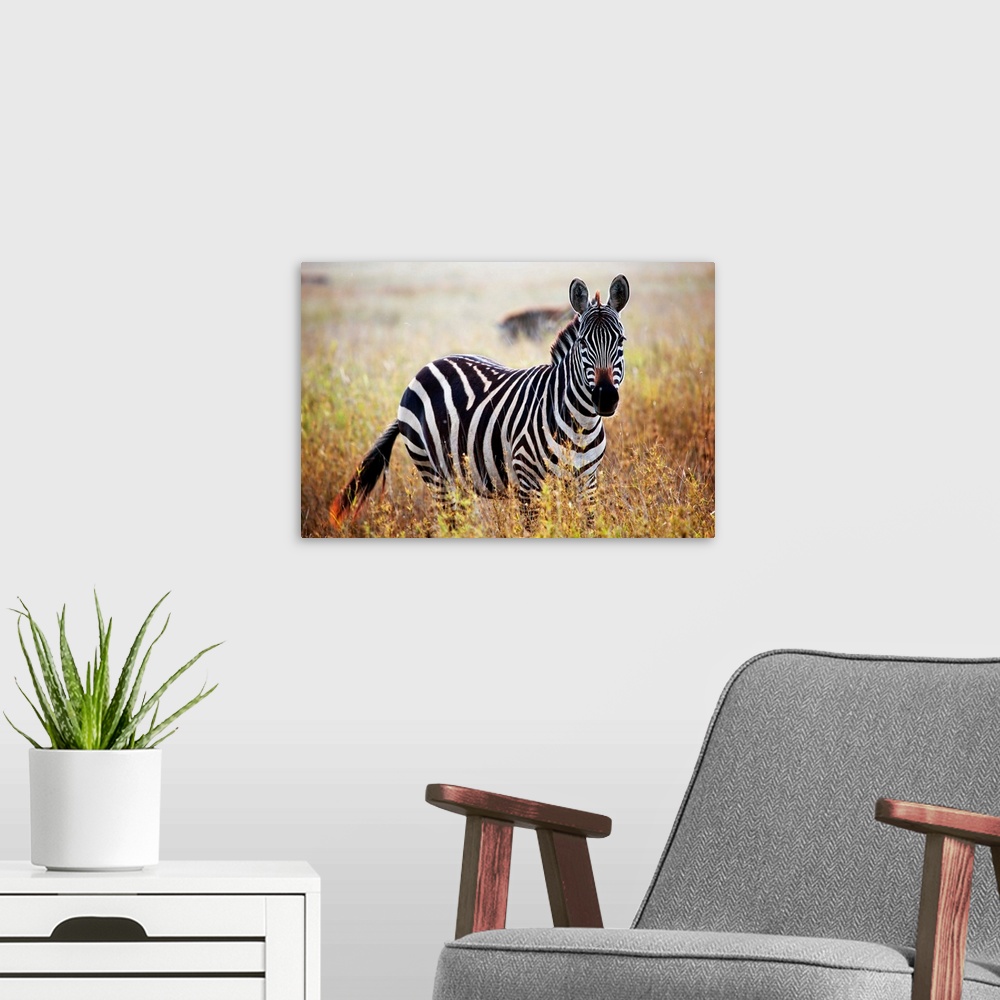 A modern room featuring Zebra portrait on African savanna
