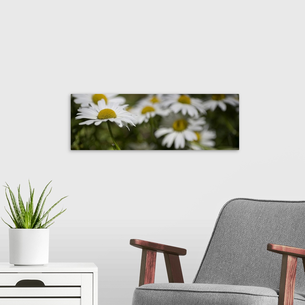 A modern room featuring Springtime garden daisy flowers.