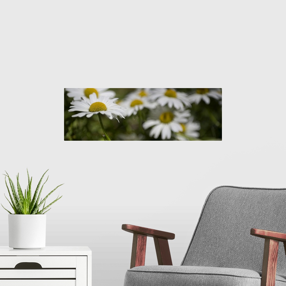 A modern room featuring Springtime garden daisy flowers.