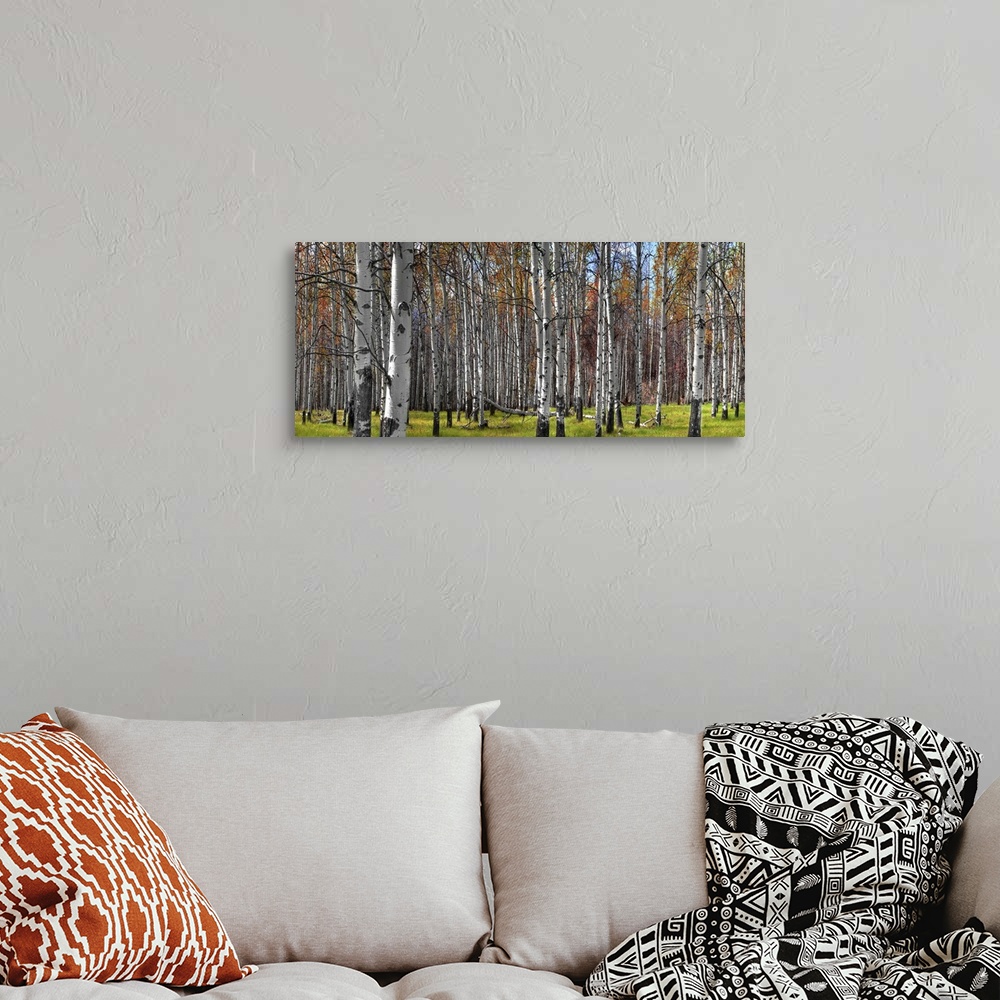 A bohemian room featuring A stand of colorful fall aspen trees in the Canadian forest.