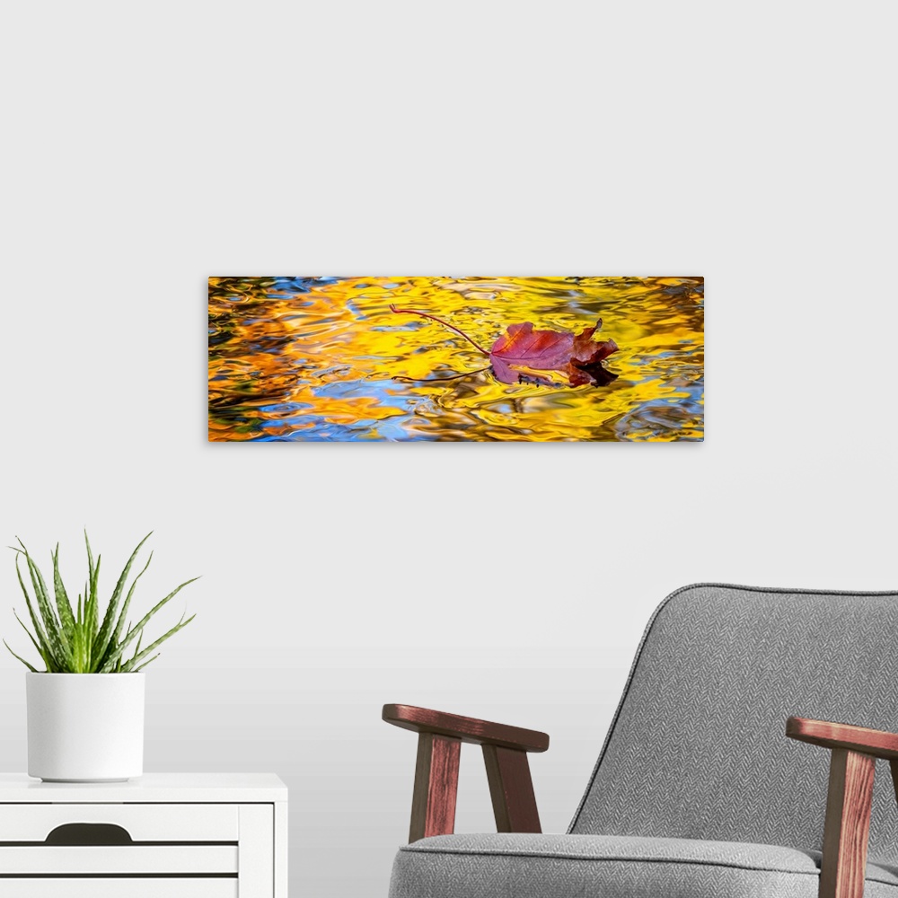 A modern room featuring A single leaf floating in a reflections of golden colored trees in a creek.