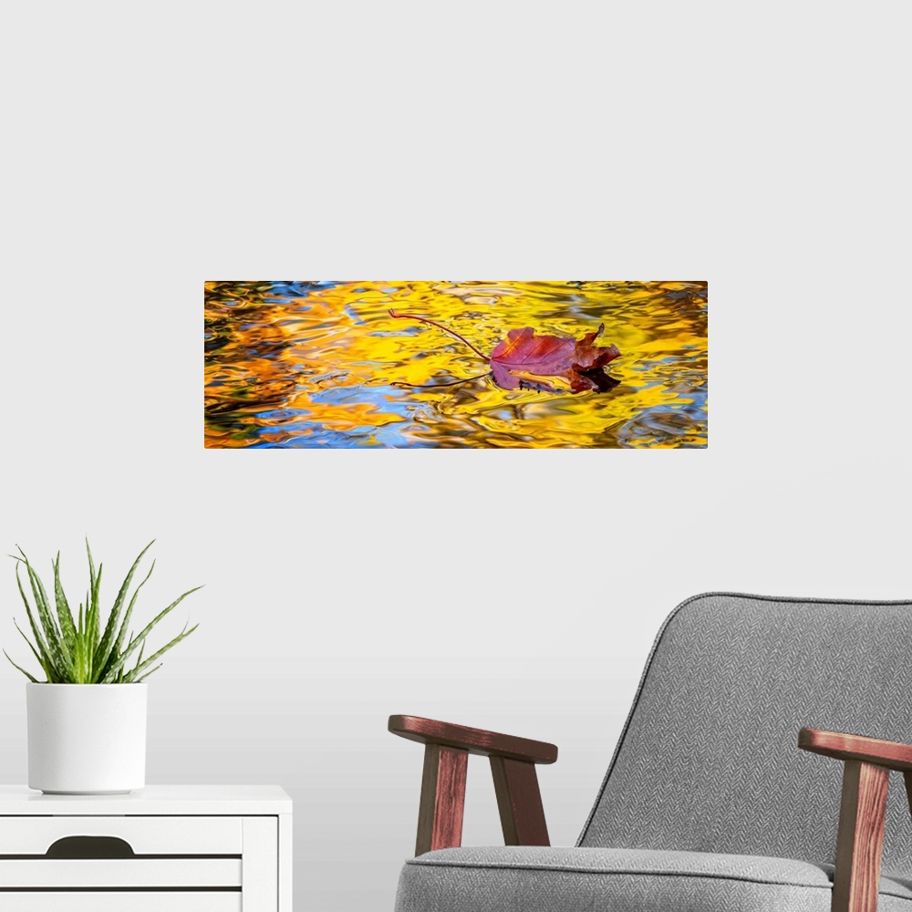 A modern room featuring A single leaf floating in a reflections of golden colored trees in a creek.