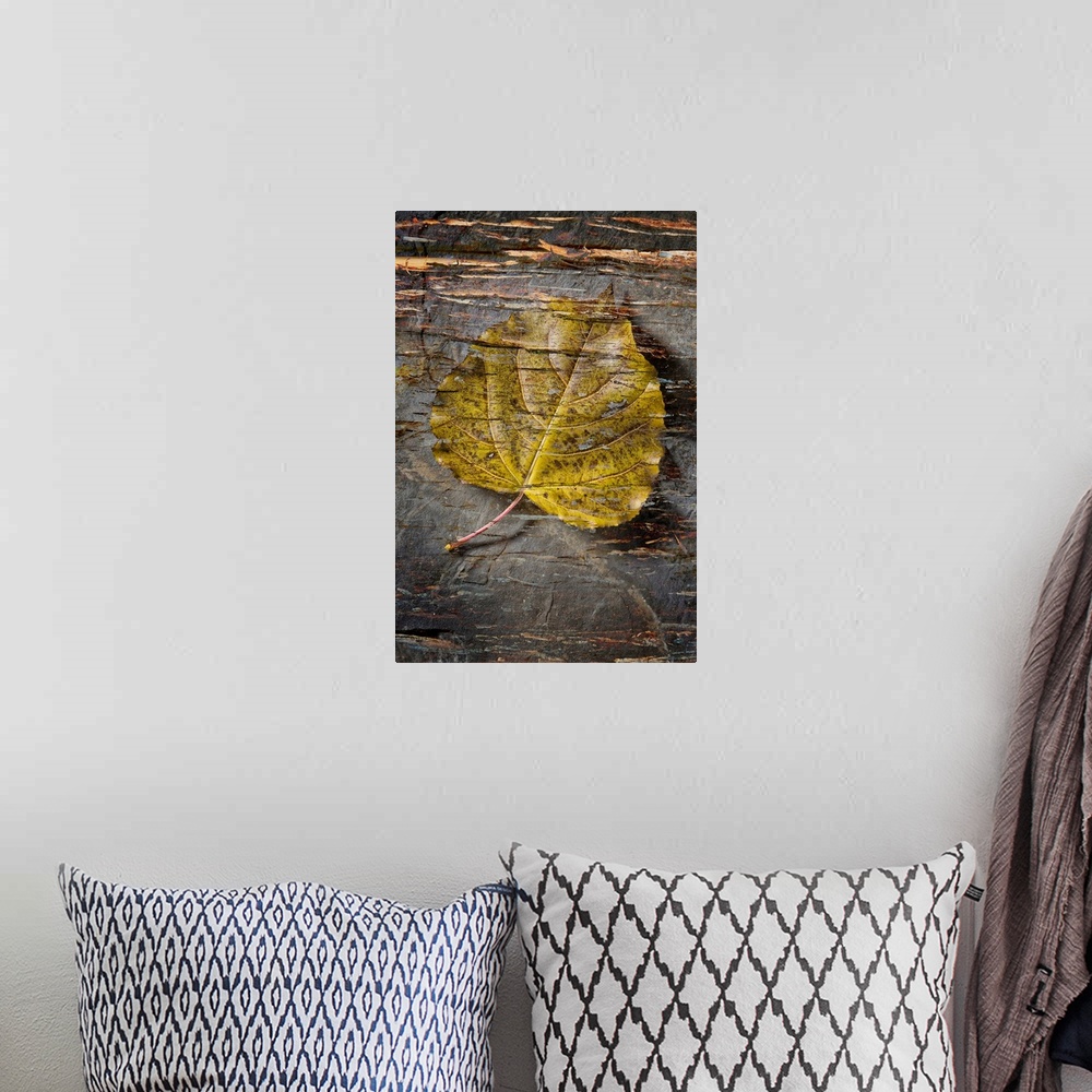 A bohemian room featuring Still life of a leaf with bark like texture superimposed over top.