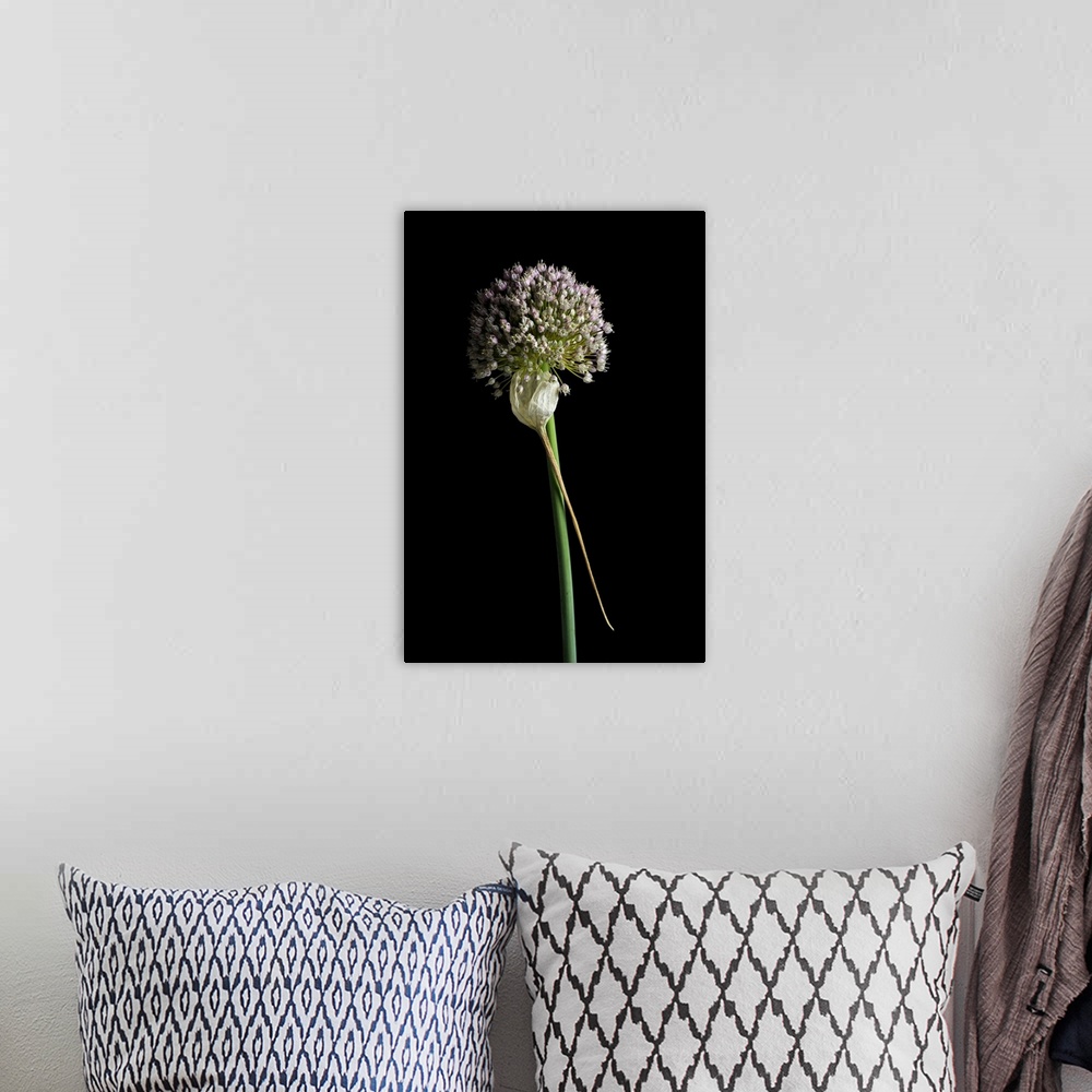A bohemian room featuring A close up still life of a leek flower on a black background.