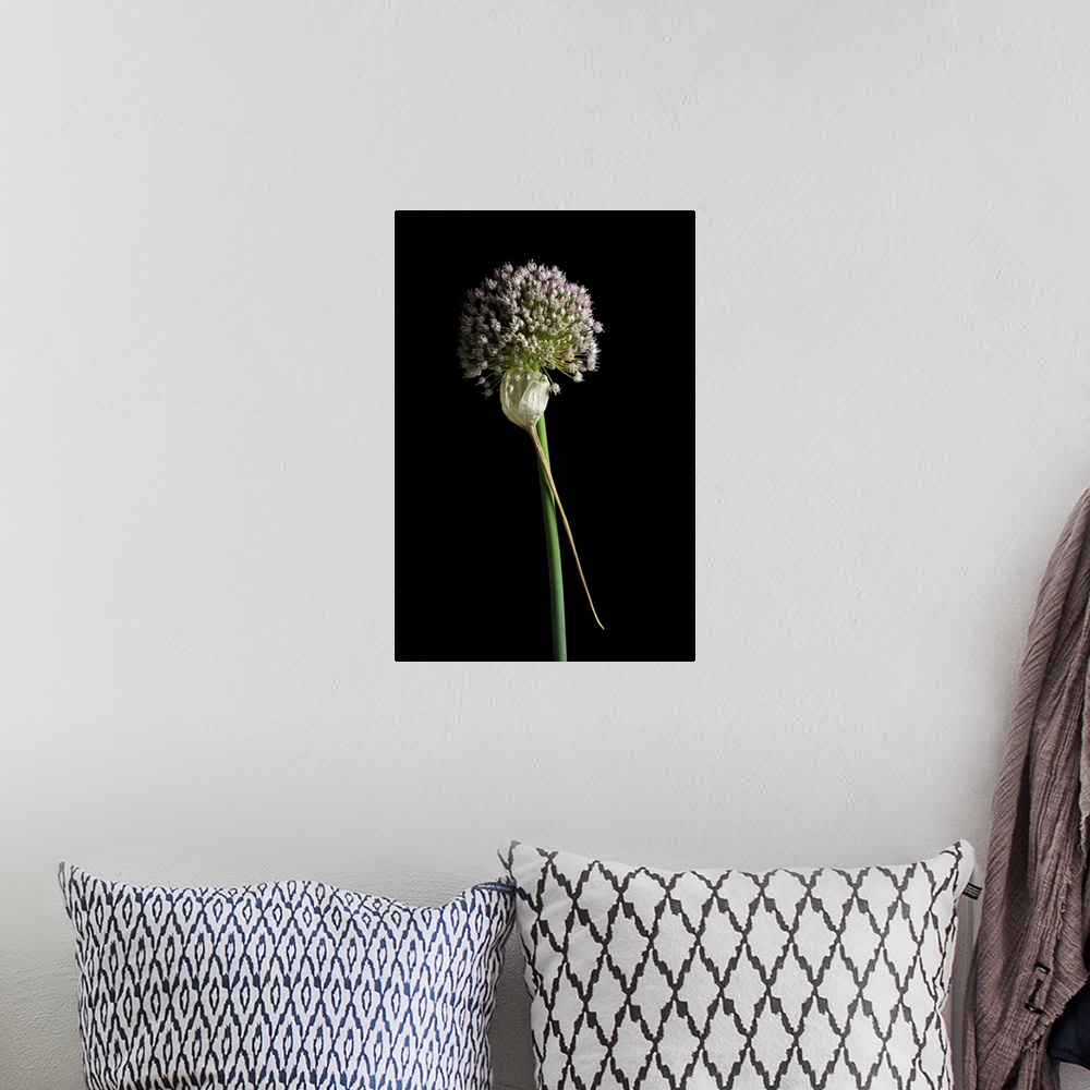 A bohemian room featuring A close up still life of a leek flower on a black background.