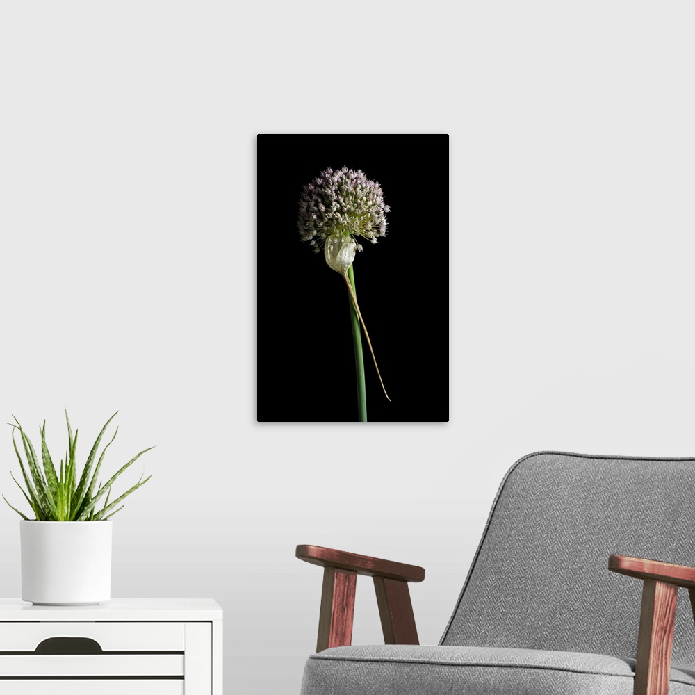 A modern room featuring A close up still life of a leek flower on a black background.