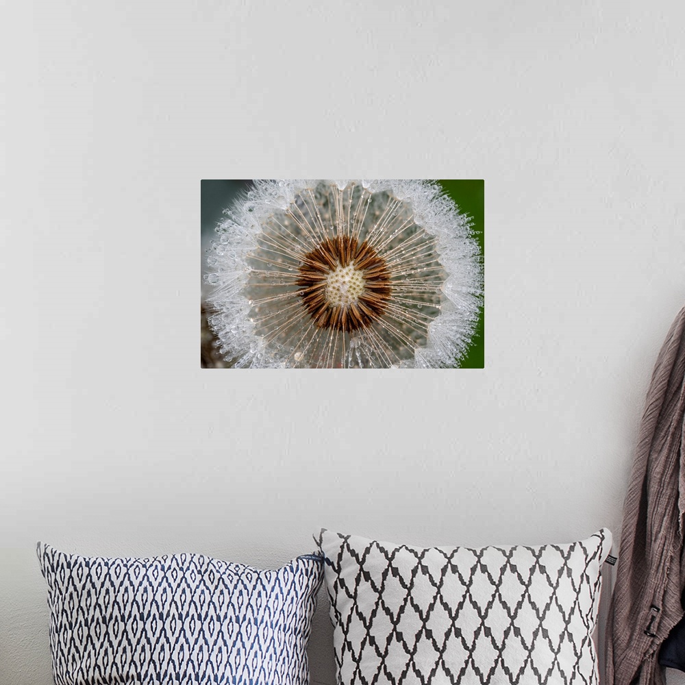 A bohemian room featuring A macro image of a dandelion that has gone to seed covered in rain drops.