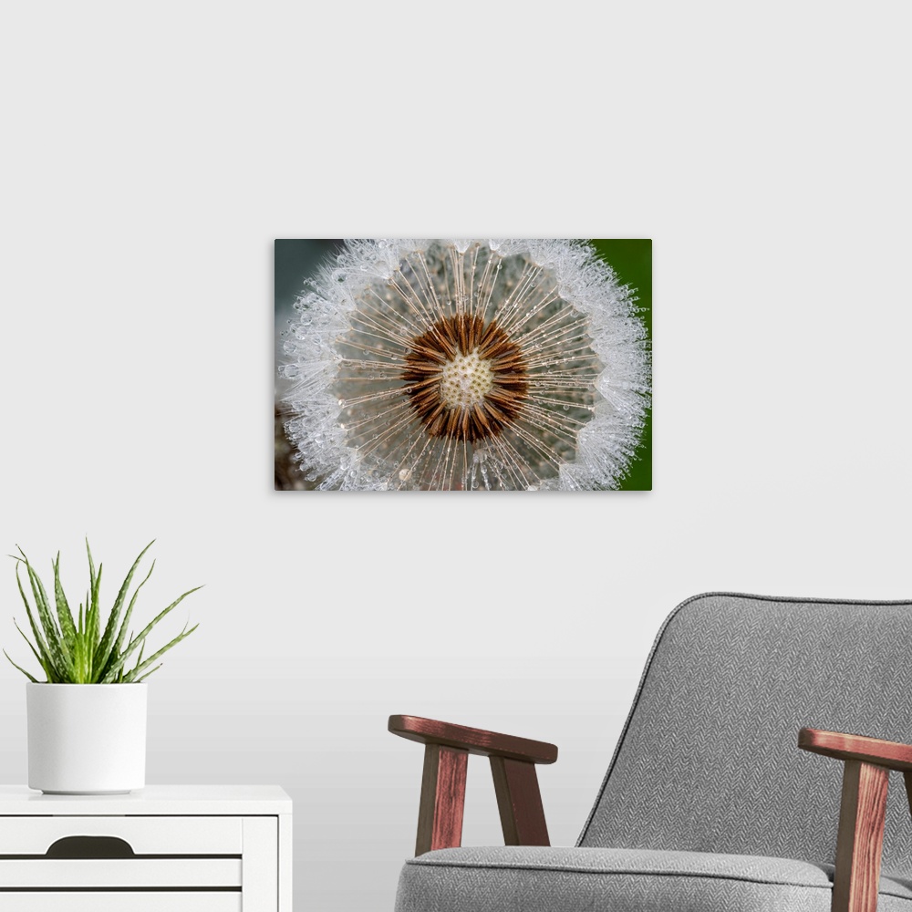A modern room featuring A macro image of a dandelion that has gone to seed covered in rain drops.