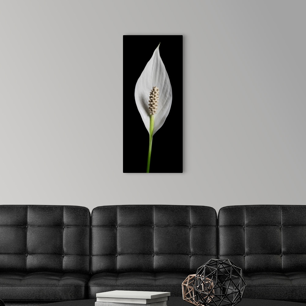 A modern room featuring A close up still life of a lily flower on a black background.