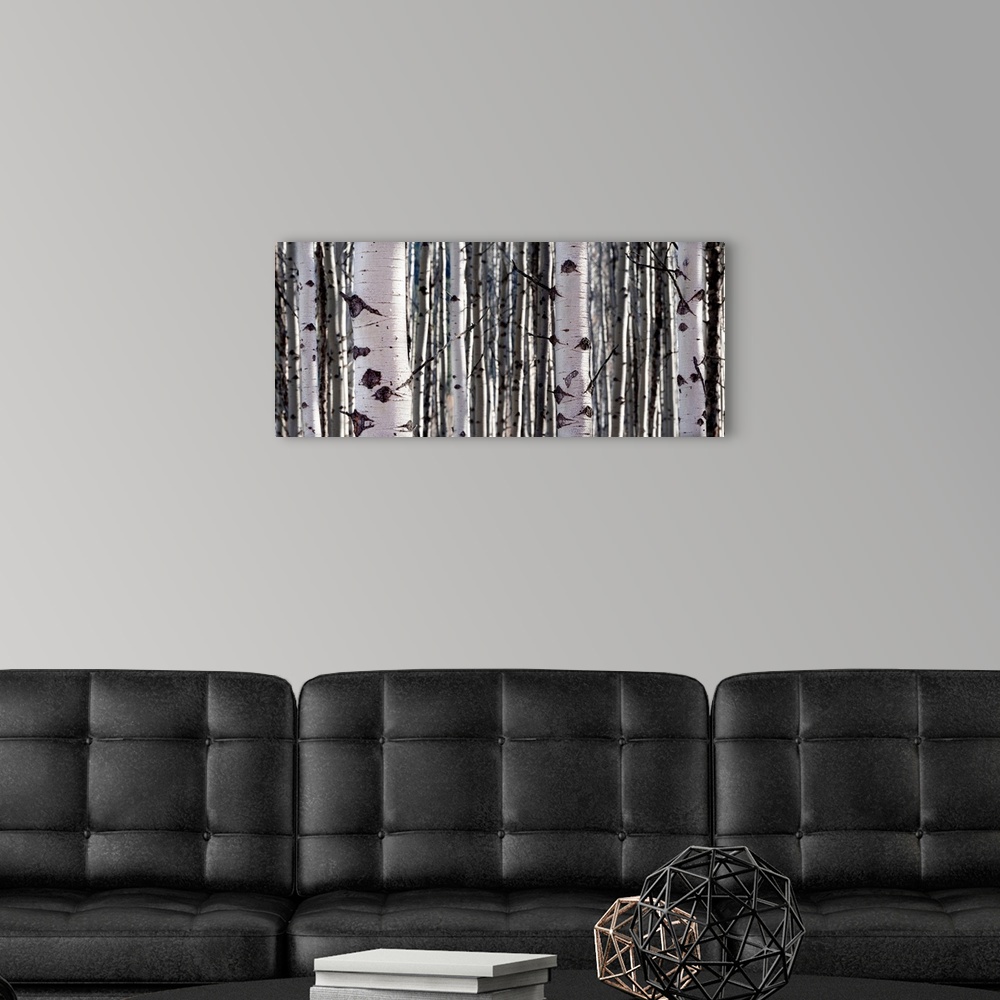 A modern room featuring A close up image of a stand of Aspen trees.