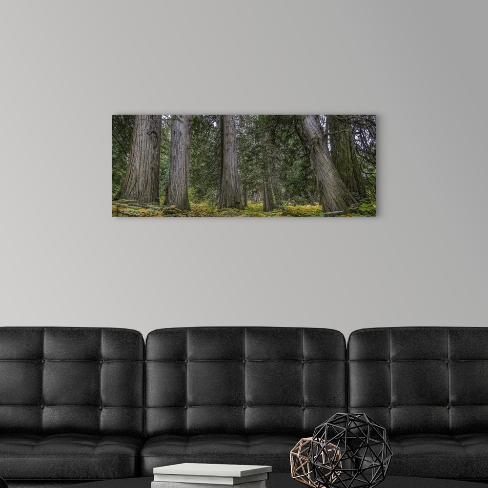A modern room featuring Old growth trees in a lush forest of green in Northern British Columbia, Canada.