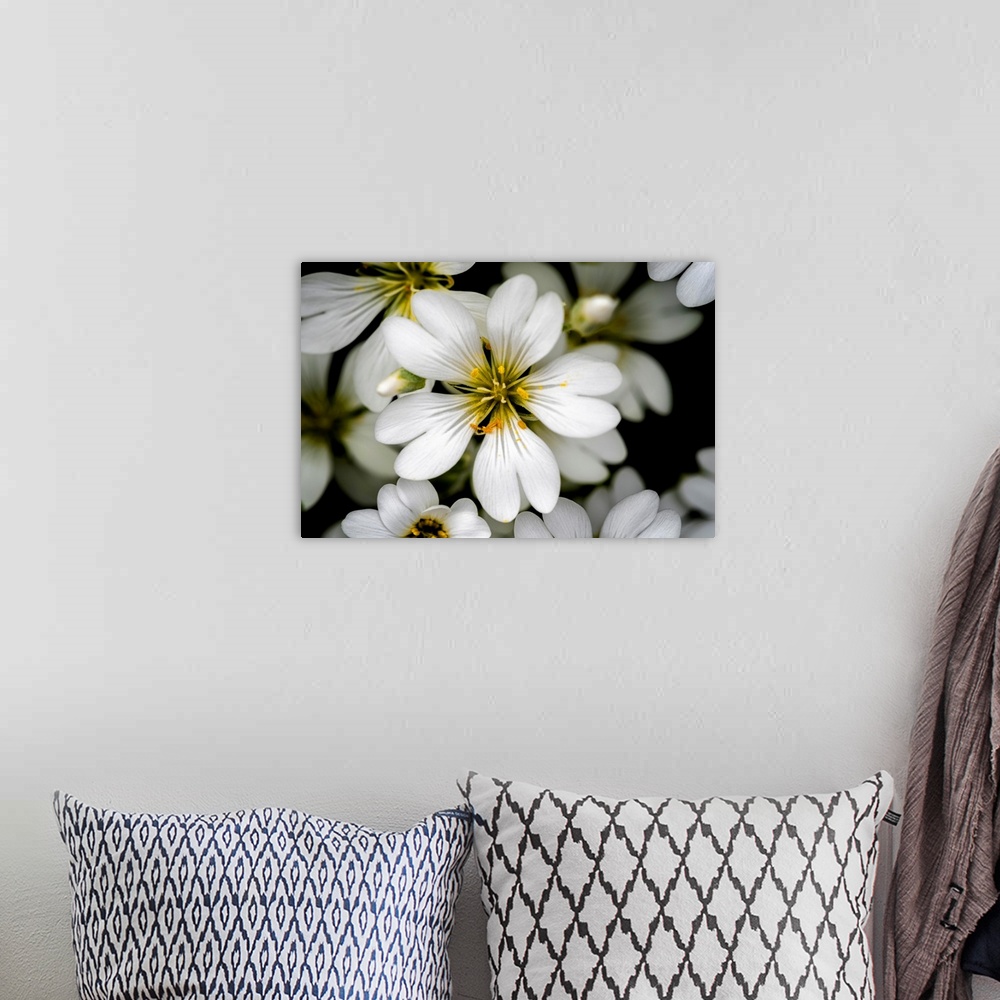 A bohemian room featuring A close up image of a small delicate white garden flower.