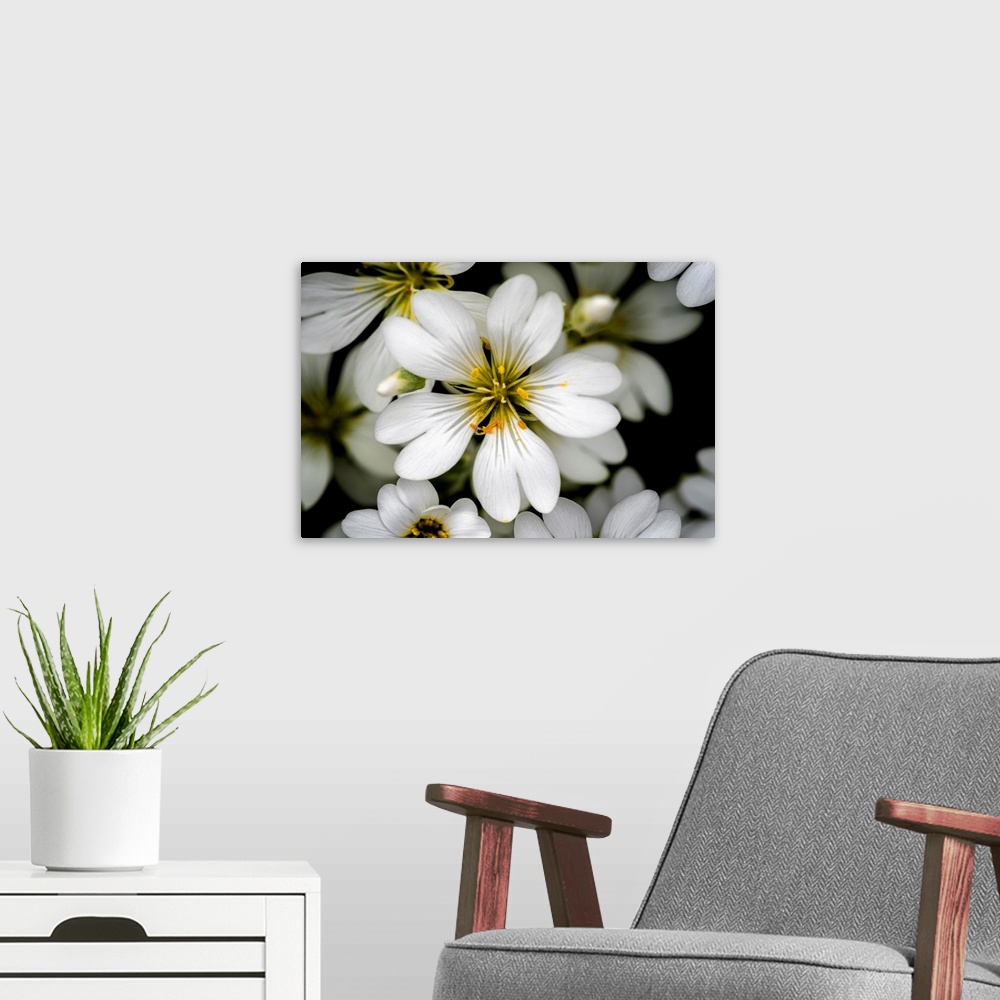 A modern room featuring A close up image of a small delicate white garden flower.