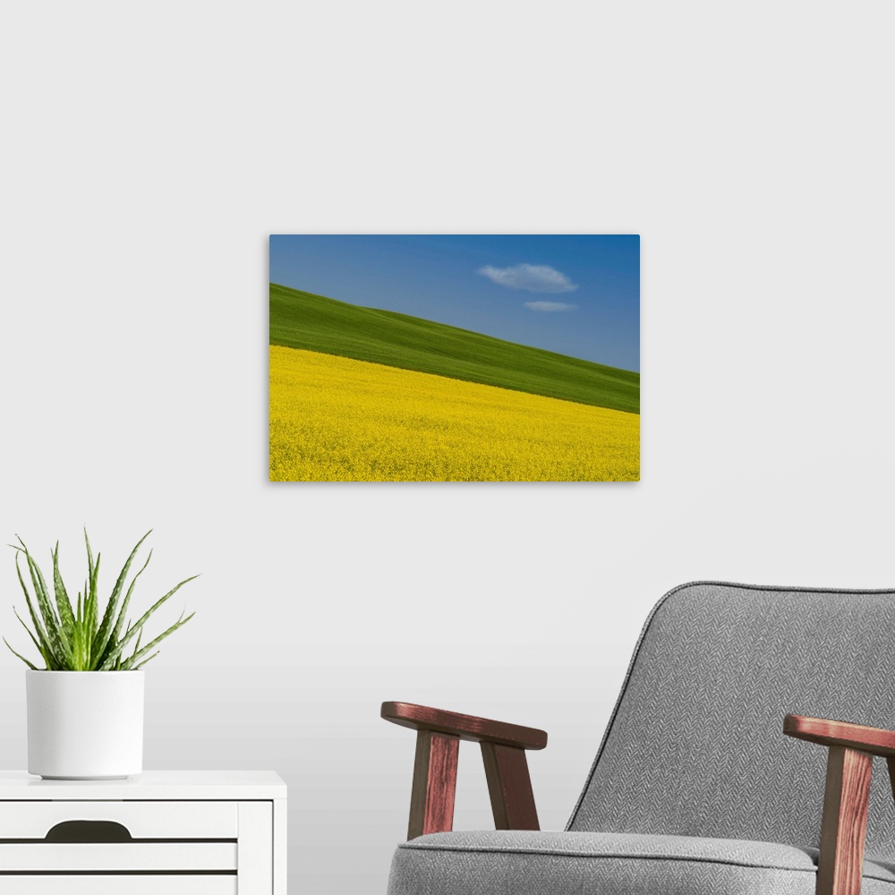 A modern room featuring A summer prairie canola field in Central Alberta, Canada with a wandering cloud.