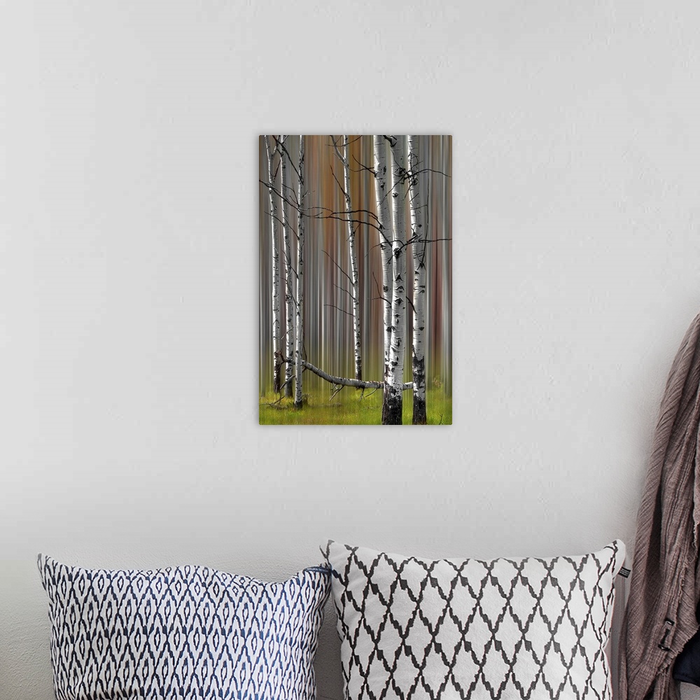 A bohemian room featuring A two image compilation of a stand of fall colored poplar trees creating the sense of motion in a...