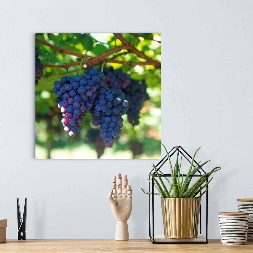 A bohemian room featuring Black grapes on the vine (close-up)