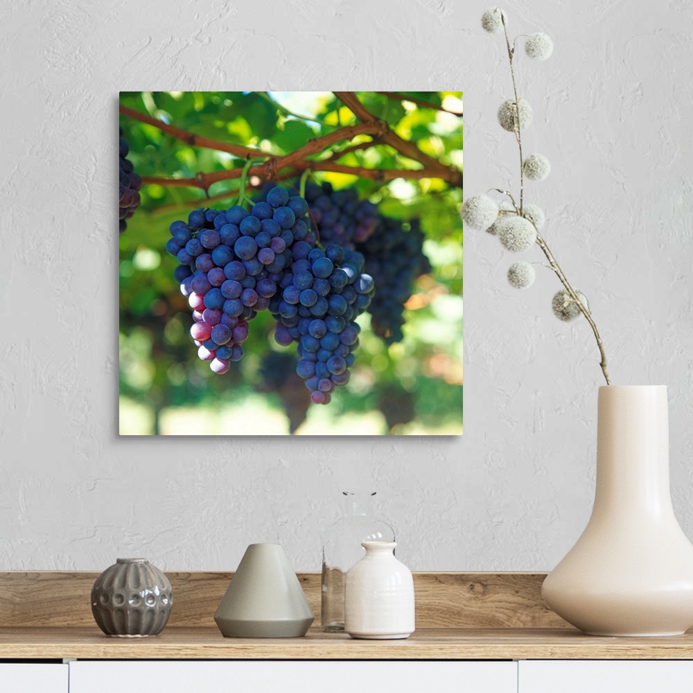 A farmhouse room featuring Black grapes on the vine (close-up)