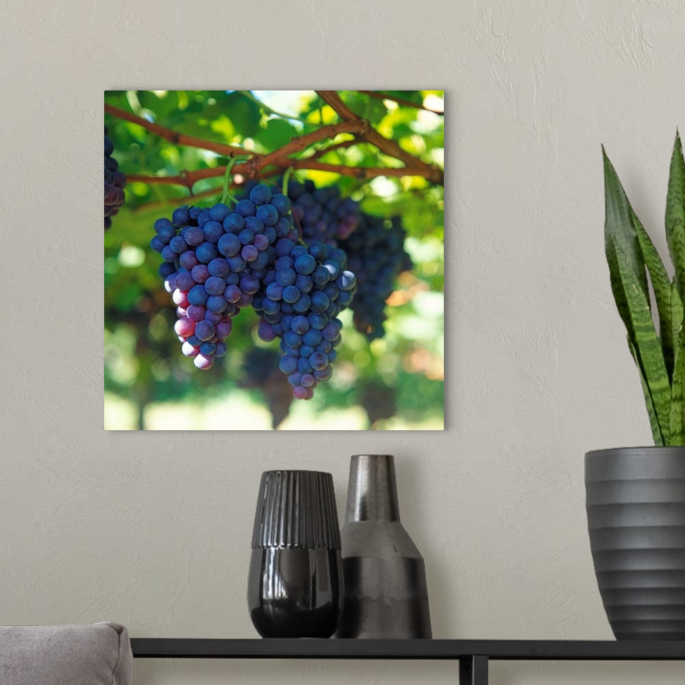 A modern room featuring Black grapes on the vine (close-up)