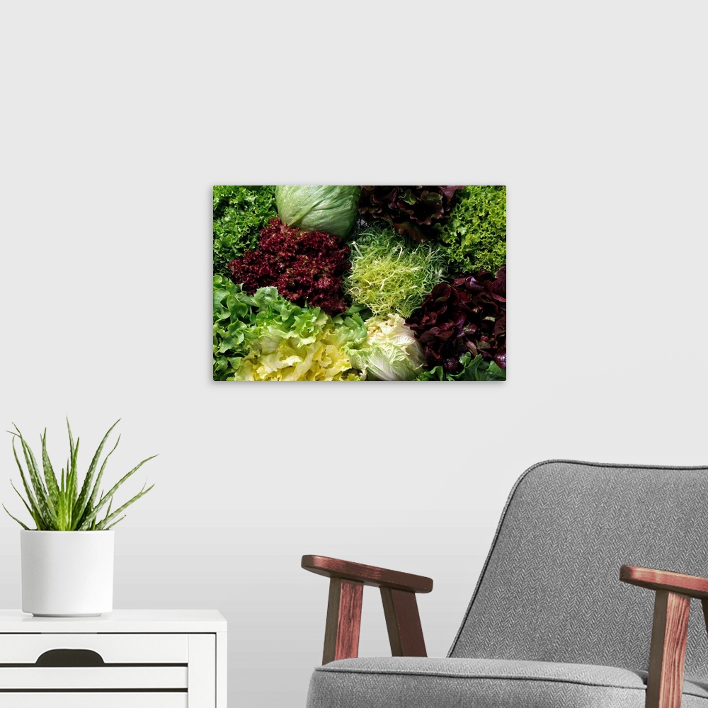 A modern room featuring Lettuce Still Life; Close Up