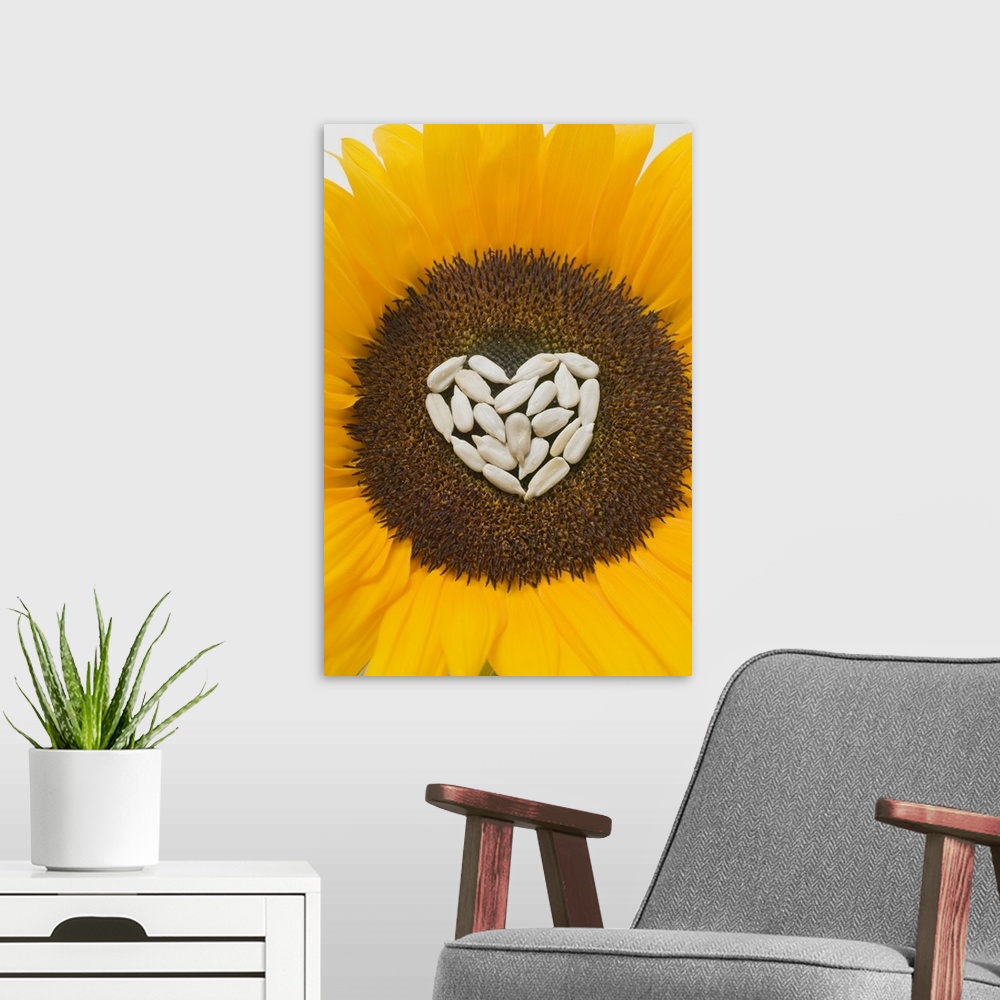 A modern room featuring Sunflower with sunflower seed heart