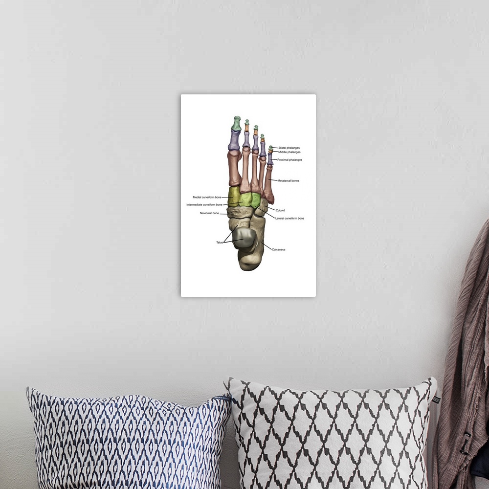 A bohemian room featuring 3D model of the foot depicting the dorsal bone structures with annoations.