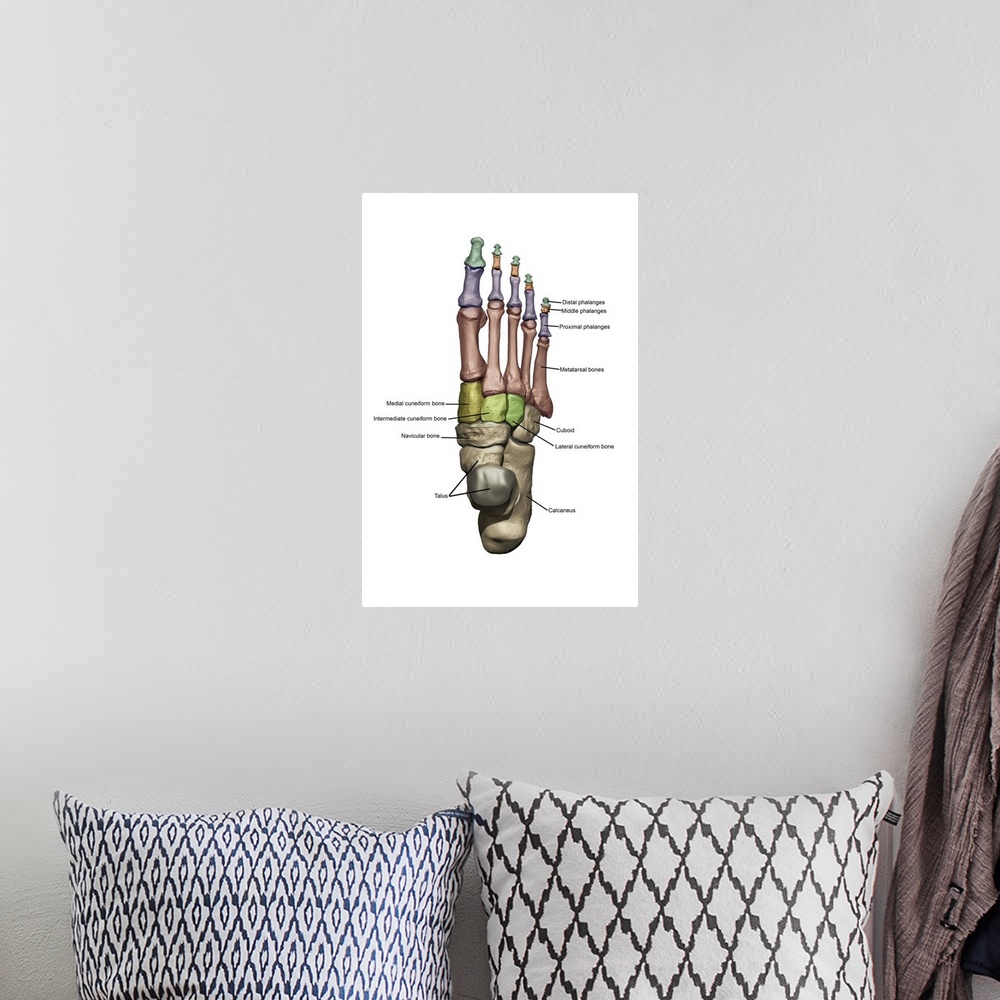 A bohemian room featuring 3D model of the foot depicting the dorsal bone structures with annoations.