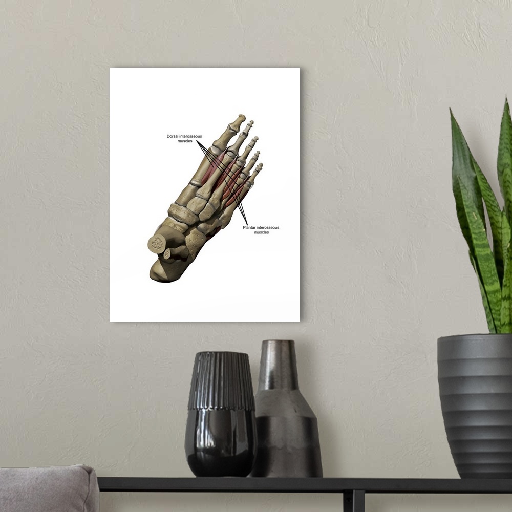 A modern room featuring 3D model of the foot depicting the dorsal deep muscles and bone structures.