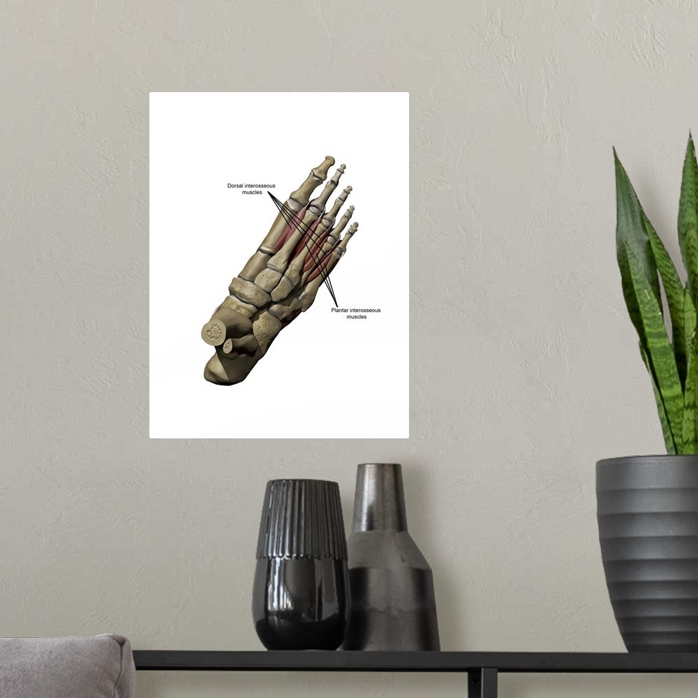 A modern room featuring 3D model of the foot depicting the dorsal deep muscles and bone structures.