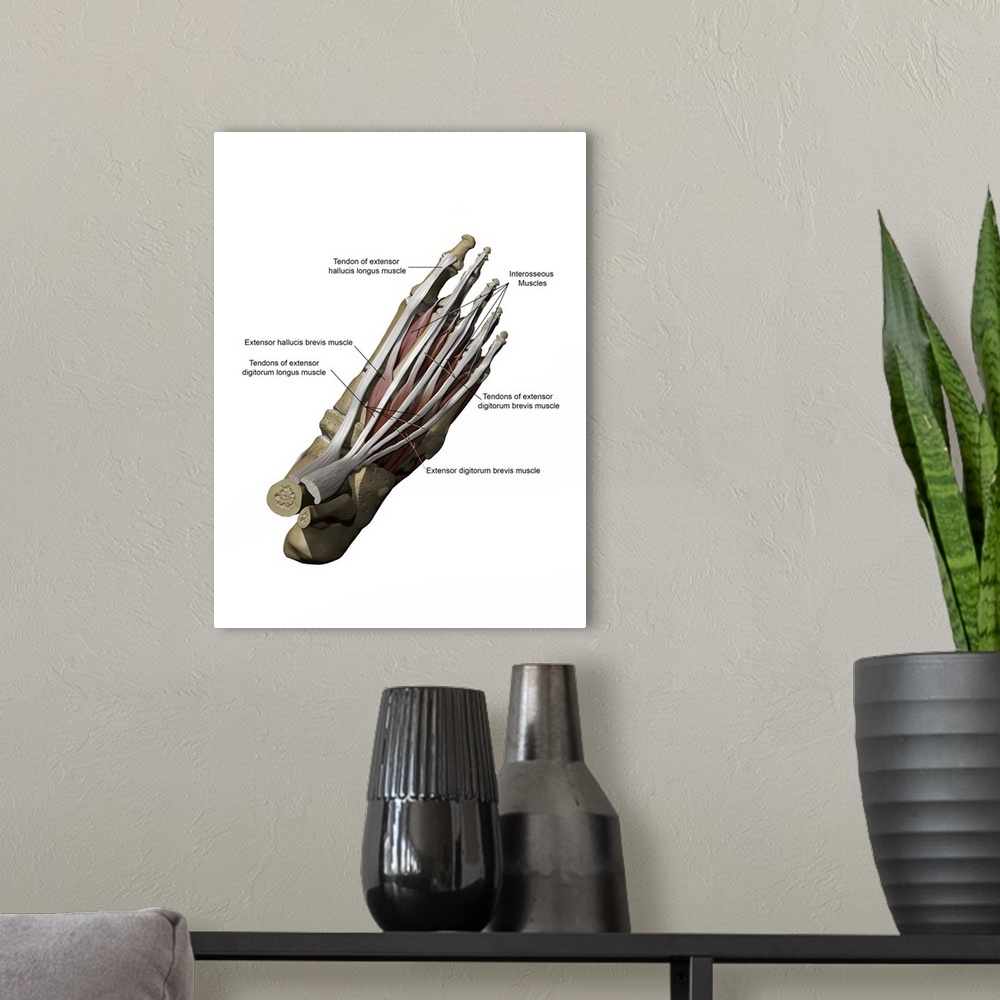 A modern room featuring 3D model of the foot depicting the dorsal superficial muscles and bone structure.