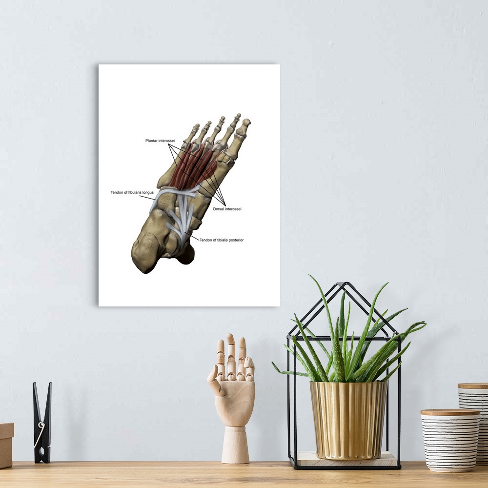 A bohemian room featuring 3D model of the foot depicting the plantar deep muscles and bone structures.